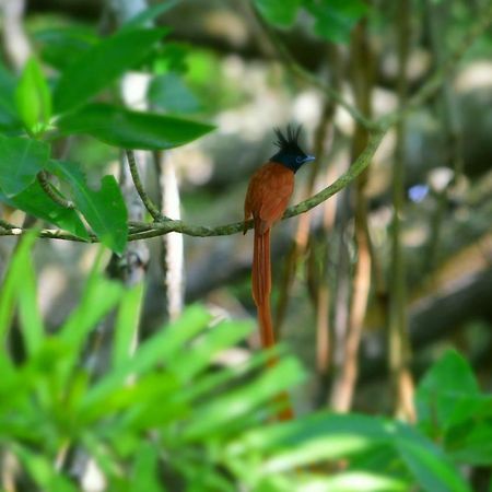Sethra Villa Bentota Exteriér fotografie