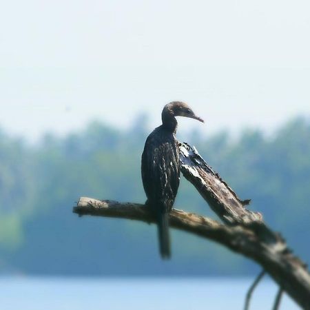 Sethra Villa Bentota Exteriér fotografie