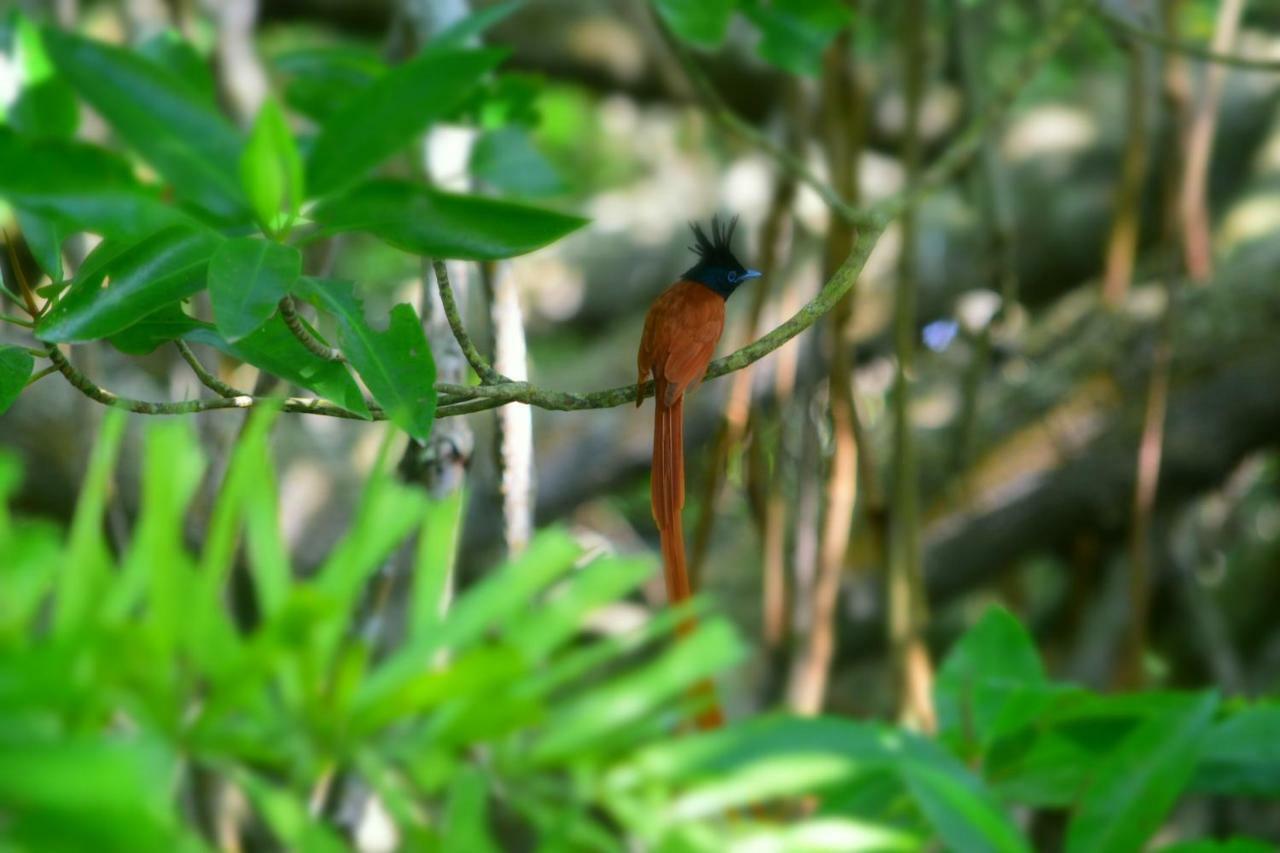 Sethra Villa Bentota Exteriér fotografie