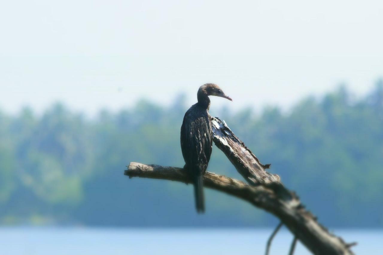 Sethra Villa Bentota Exteriér fotografie