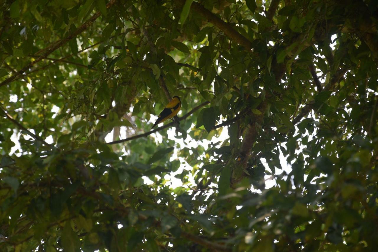 Sethra Villa Bentota Exteriér fotografie